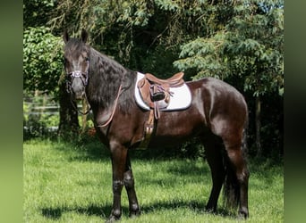 Frison, Hongre, 7 Ans, 165 cm, Bai