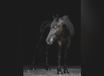 Frison, Hongre, 7 Ans, 165 cm, Bai
