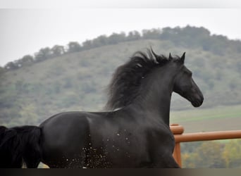 Frison, Hongre, 7 Ans, 165 cm, Noir