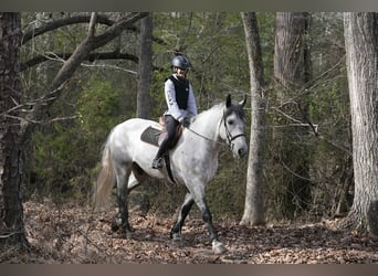 Frison Croisé, Hongre, 7 Ans, 168 cm, Gris