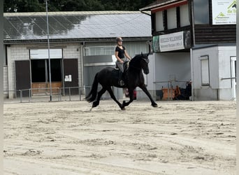 Frison, Hongre, 7 Ans, 168 cm, Noir