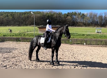 Frison, Hongre, 7 Ans, 168 cm, Noir