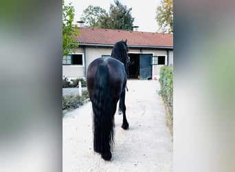 Frison, Hongre, 7 Ans, 168 cm, Noir