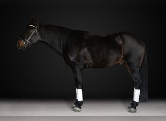 Frison, Hongre, 7 Ans, 170 cm, Bai brun