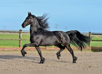 Frison, Hongre, 7 Ans, 170 cm, Noir