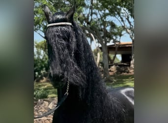Frison, Hongre, 7 Ans, 173 cm, Bai