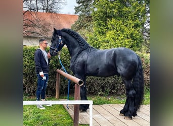 Frison, Hongre, 7 Ans, 173 cm, Bai