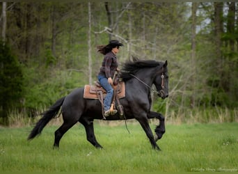 Frison Croisé, Hongre, 7 Ans, 173 cm, Noir