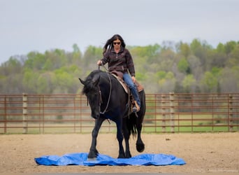 Frison Croisé, Hongre, 7 Ans, 173 cm, Noir