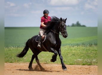 Frison Croisé, Hongre, 7 Ans, 173 cm, Noir