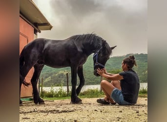 Frison, Hongre, 7 Ans, 173 cm, Noir