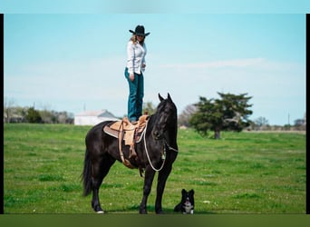 Frison Croisé, Hongre, 7 Ans, 175 cm, Noir