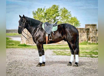 Frison Croisé, Hongre, 7 Ans, 175 cm, Noir