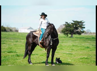 Frison Croisé, Hongre, 7 Ans, 175 cm, Noir