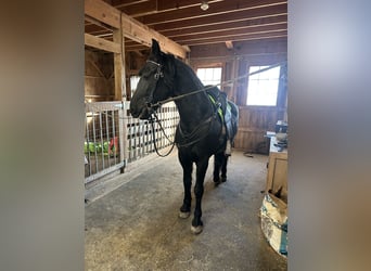 Frison Croisé, Hongre, 7 Ans, Noir