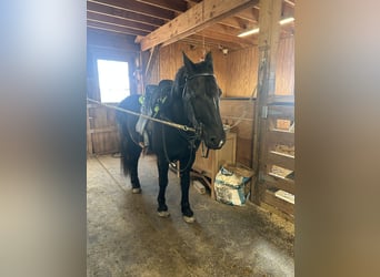 Frison Croisé, Hongre, 7 Ans, Noir