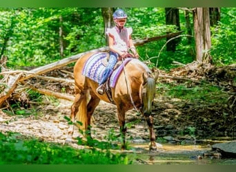 Frison Croisé, Hongre, 7 Ans, Palomino