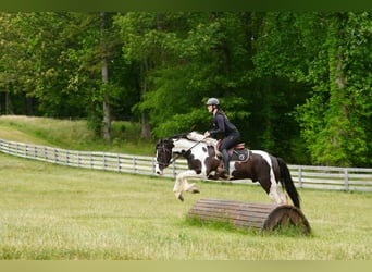 Frison Croisé, Hongre, 7 Ans, Pinto