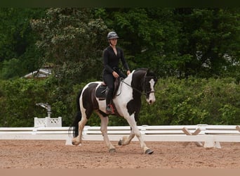 Frison Croisé, Hongre, 7 Ans, Pinto