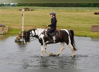 Frison Croisé, Hongre, 7 Ans, Pinto