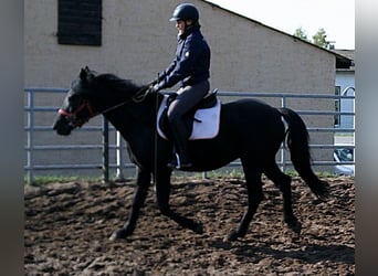 Frison Croisé, Hongre, 8 Ans, 150 cm, Noir