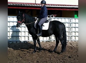 Frison Croisé, Hongre, 8 Ans, 150 cm, Noir