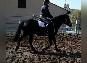 Frison Croisé, Hongre, 8 Ans, 150 cm, Noir