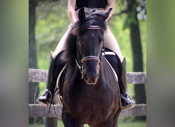 Frison Croisé, Hongre, 8 Ans, 150 cm, Noir