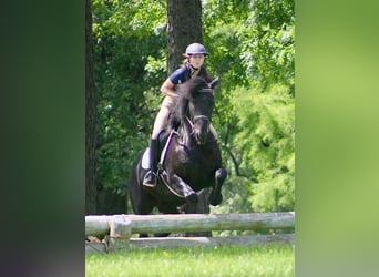 Frison Croisé, Hongre, 8 Ans, 150 cm, Noir