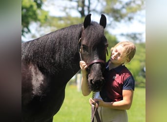 Frison Croisé, Hongre, 8 Ans, 150 cm, Noir