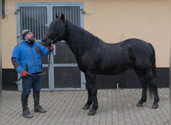 Frison Croisé, Hongre, 8 Ans, 152 cm, Noir