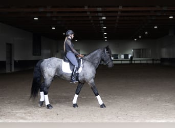 Frison Croisé, Hongre, 8 Ans, 152 cm, Rouan Bleu