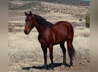 Frison, Hongre, 8 Ans, 157 cm, Bai cerise