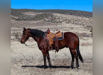 Frison, Hongre, 8 Ans, 157 cm, Bai cerise