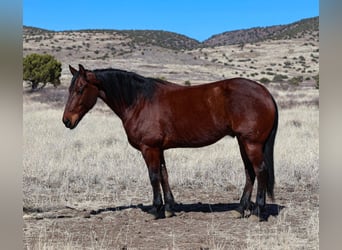 Frison, Hongre, 8 Ans, 157 cm, Bai cerise