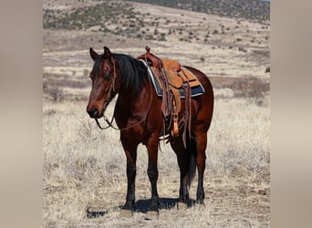 Frison, Hongre, 8 Ans, 157 cm, Bai cerise