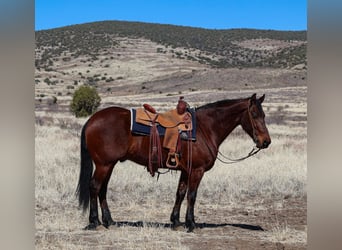 Frison, Hongre, 8 Ans, 157 cm, Bai cerise