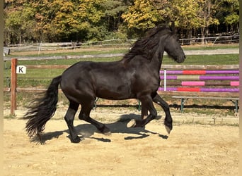 Frison, Hongre, 8 Ans, 158 cm, Noir