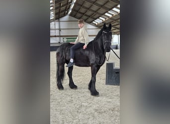 Frison, Hongre, 8 Ans, 160 cm, Noir
