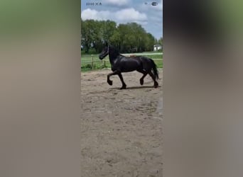 Frison, Hongre, 8 Ans, 160 cm, Noir