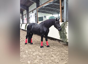 Frison, Hongre, 8 Ans, 162 cm, Noir