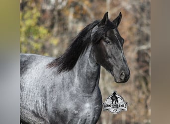 Frison Croisé, Hongre, 8 Ans, 163 cm, Rouan Bleu