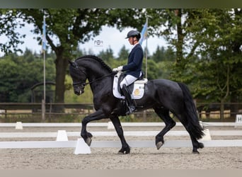 Frison, Hongre, 8 Ans, 165 cm, Noir
