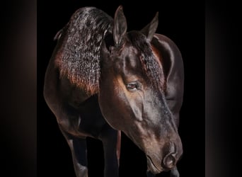 Frison Croisé, Hongre, 8 Ans, 165 cm, Noir