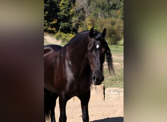 Frison Croisé, Hongre, 8 Ans, 170 cm, Noir