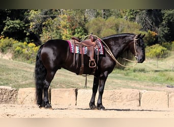 Frison Croisé, Hongre, 8 Ans, 170 cm, Noir