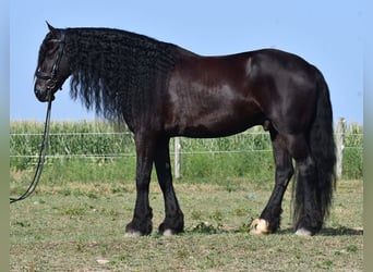 Frison, Hongre, 8 Ans, 170 cm, Noir