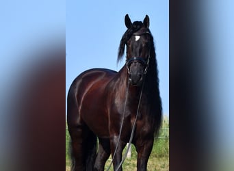 Frison, Hongre, 8 Ans, 170 cm, Noir