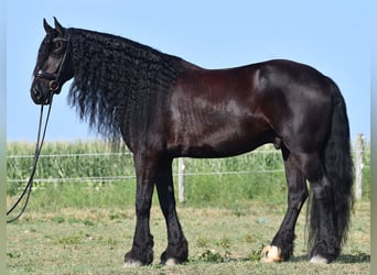 Frison, Hongre, 8 Ans, 170 cm, Noir