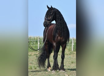 Frison, Hongre, 8 Ans, 170 cm, Noir